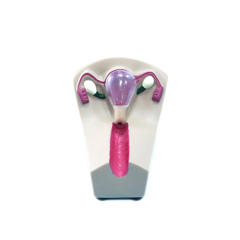 Female Uterus Contraception Teaching  Medical Education Manikin Training Model