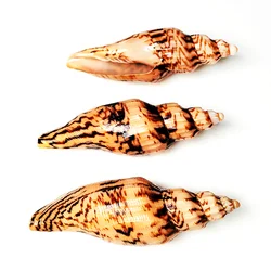 8-10CM Natural Volute Shell Fulgoraria Hamillei Seashells For Home Wedding Furnishing Pieces Gift Fish Tank Decoration Specimens