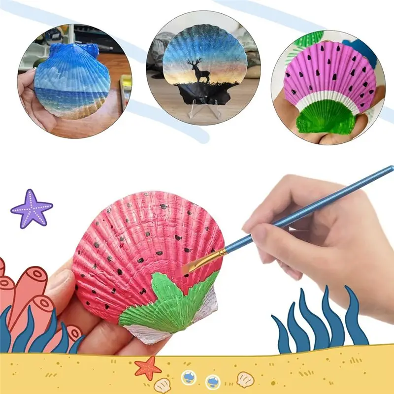 16 PCS Scallop Shells Seashell 4