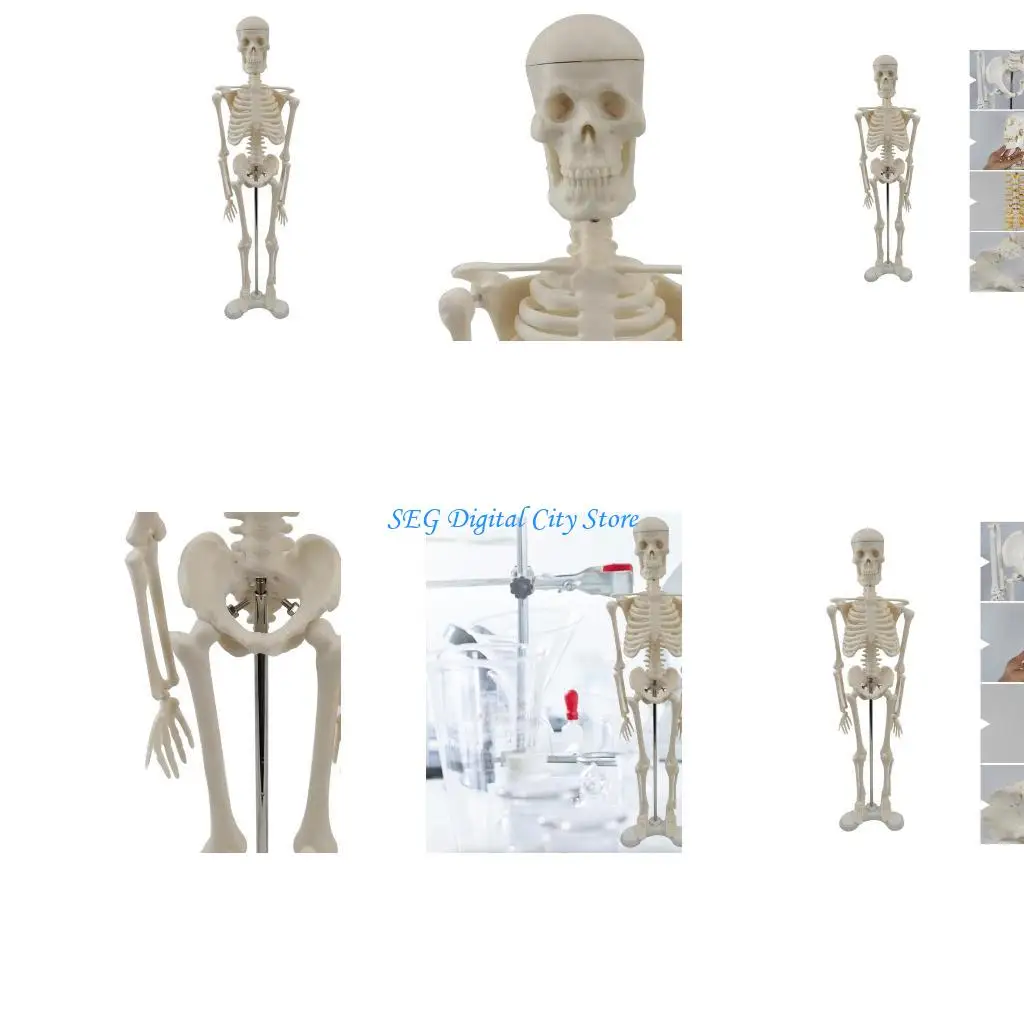

U75B Mini Human Skeleton Model with Movable Arms and Legs, Scientific Model for Study