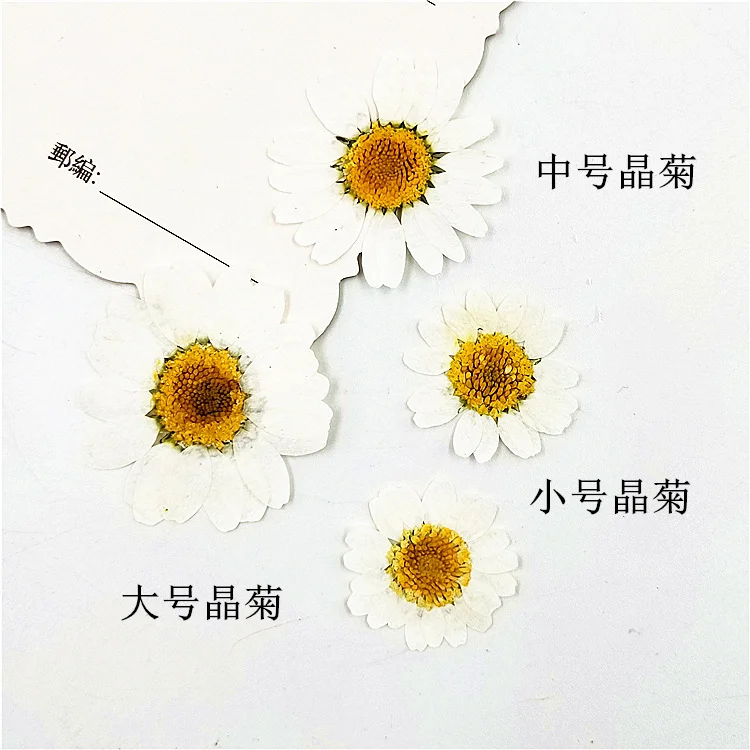 100PCS Natural White Crystal Chrysanthemum Daisy Mini Flower Material Pack Plant Specimens Real Dried Flowers Pressed Flowers DIY Material Pack for Photo Frames, Phone Cases, Resin Decorations, Specimens