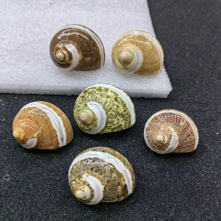 5PC Conch shells Brown Hermit crab replacement Conch shell Genuine Turbo Petholatus Ornaments Decoration for Fish Tank