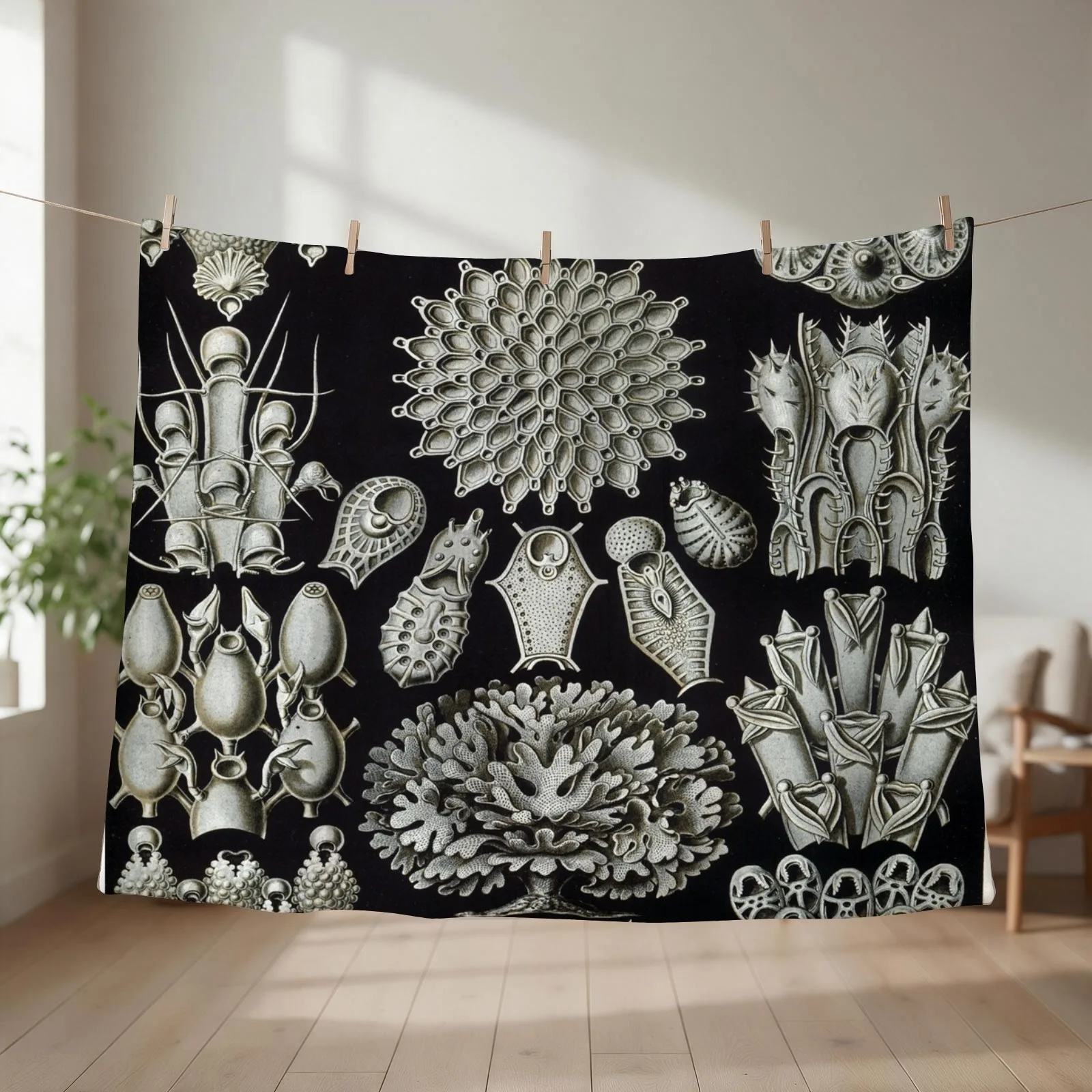Haeckel Bryozoa 33 Drawing Throw Blanket couch cozy soft plush fuzzy picnic outdoor blanket