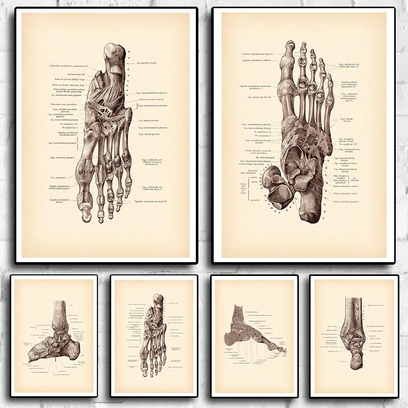 Anatomical Human Foot Print Vintage Anatomy Art Posters Decor Medical Art Clinic Wall Decor Surgeon Gift Canvas Painting