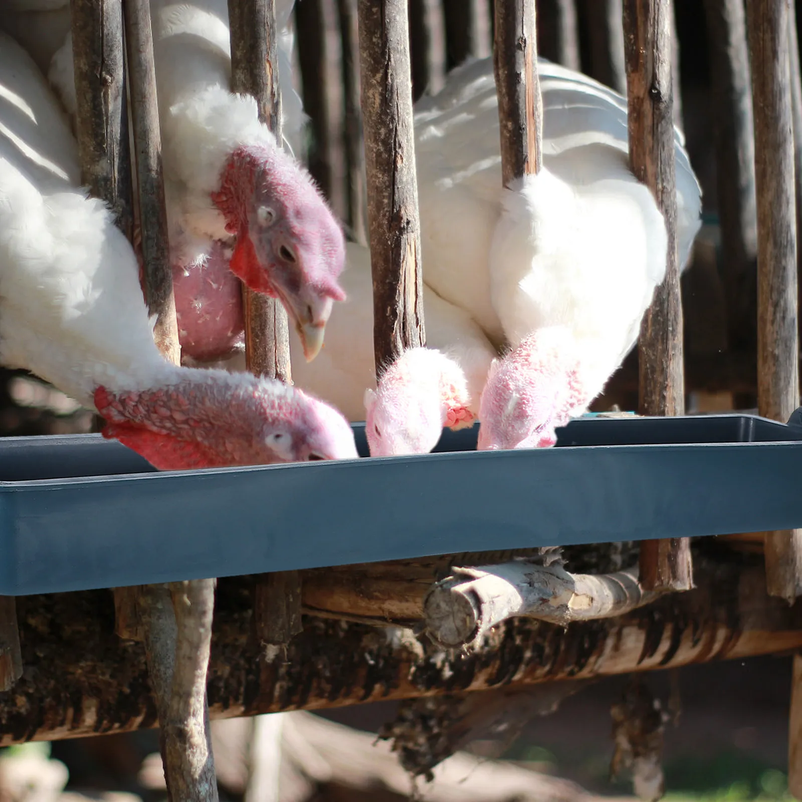 

3Pcs Chicken Feeder Trough Long Rectangle Anti Spill Plastic Poultry Feeder Hanging Easy Clean Home Farm Pet Supplies