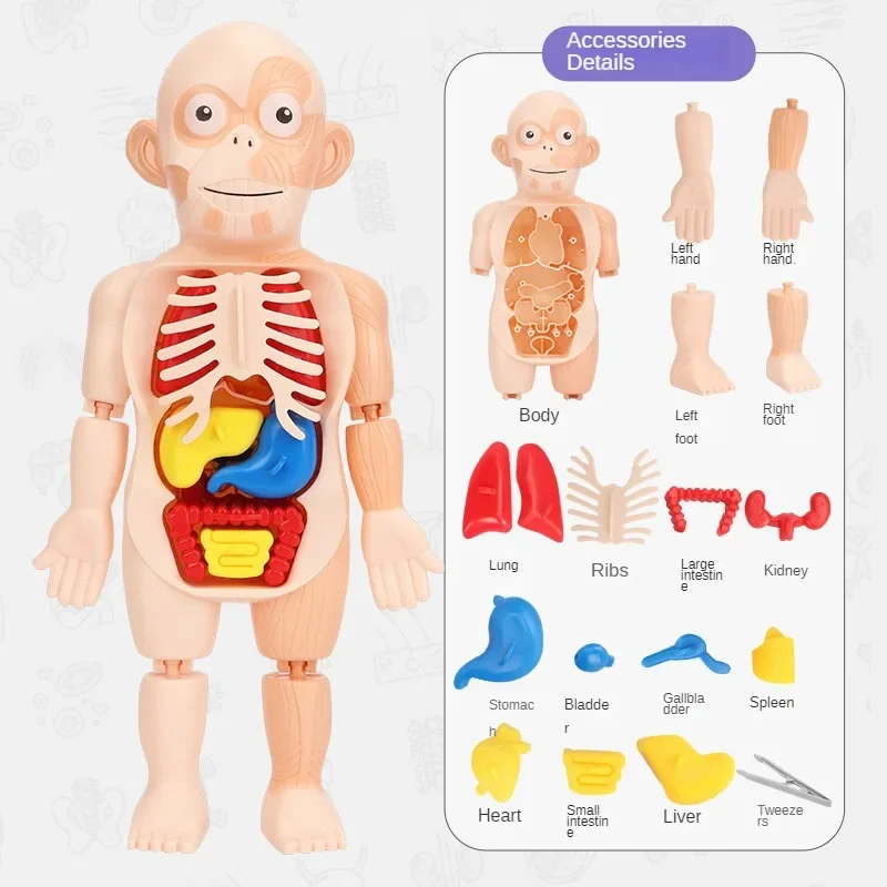 Children's Educational Human Organs Model Ornaments DIY Assembled Medical Early Education Cognitive Science Toys Jigsaw Puzzle