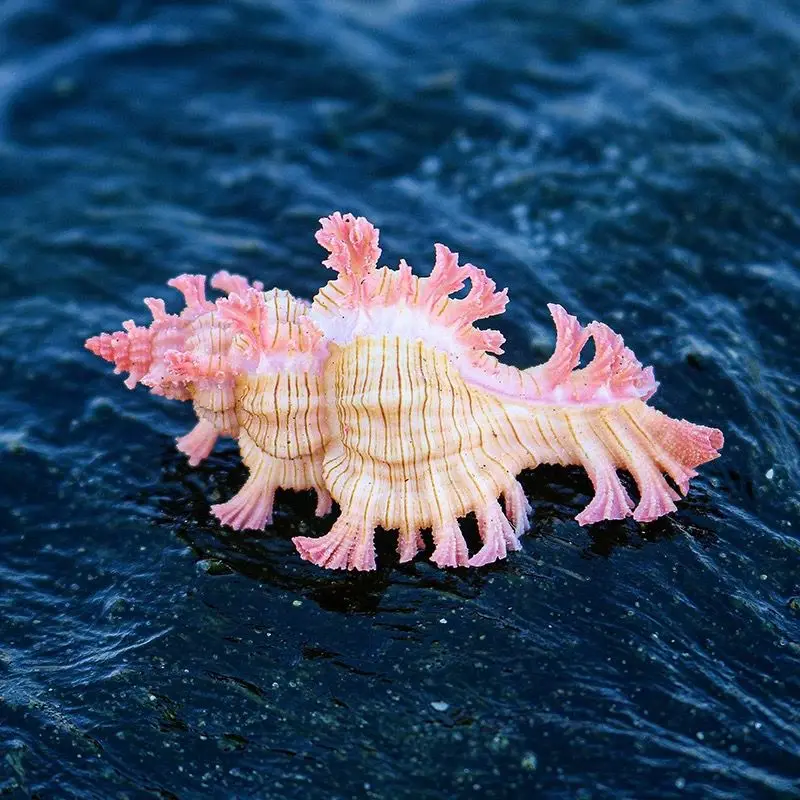 Noble Thousand-handed Snail Natural Conch Shell Rare Specimen Snail Home Window Ornament Fish Tank Landscaping Decoration