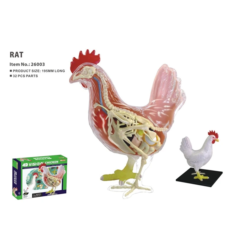 Red And White Chicken 4D Master Puzzle Assembling Toy Animal Biology Organ Anatomical Teaching Model Anatomy