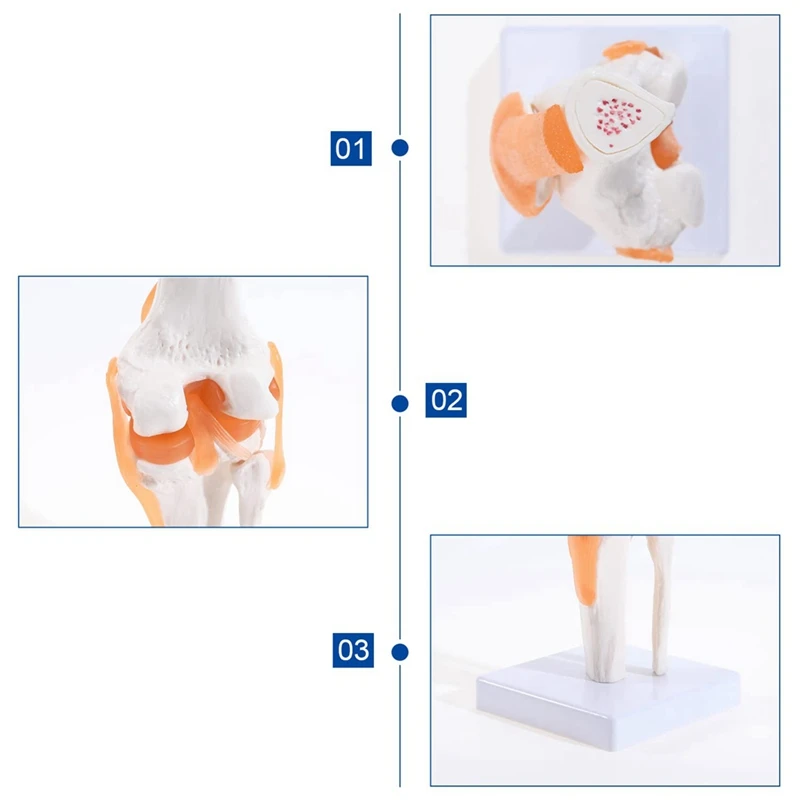 Anatomical Knee Joint With Ligaments Model, Human 1:1 Life Size, For Science Classroom Study, Display Teaching