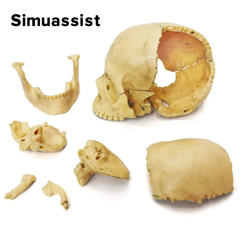 15 PÇS/SET Anatomia Modelo de Crânio Explodido 4D Desmontado Modelo de Crânio Clássico Destacável Ferramenta de Ensino Médico