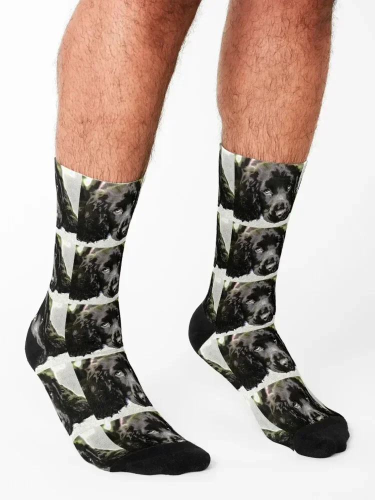 Sprocker spaniel sleeping Socks custom short cute Toe sports Boy Child Socks Women's