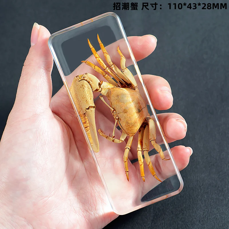 Real insect specimen kindergarten animal amber resin ornament beetle centipede scorpion spider Mantis star beetle  decor