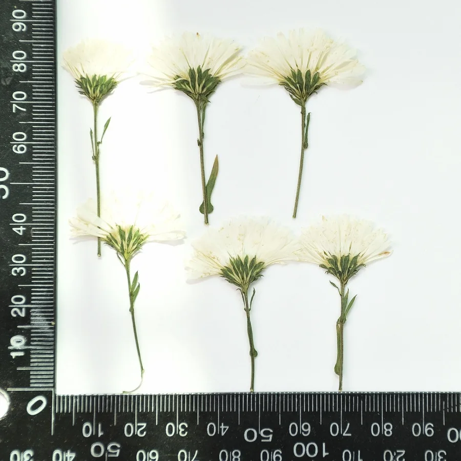 Side Pressed Dried Aster tataricus L Flower Herbarium Jewelry Postcard Bookmark Frame Phone Case Face Makeup Lamp Card DIY