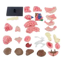 Modello anatomico del cervello umano Modello med didattico con base espositiva Modello anatomico con codice colore Giocattoli regalo per bambini