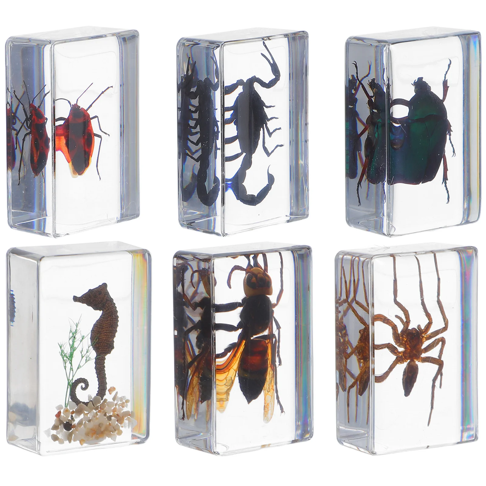 6Pcs Resin Insect Specimen Bugs Collection Paperweights Transparent Resin Animal Specimens for Scientific Education