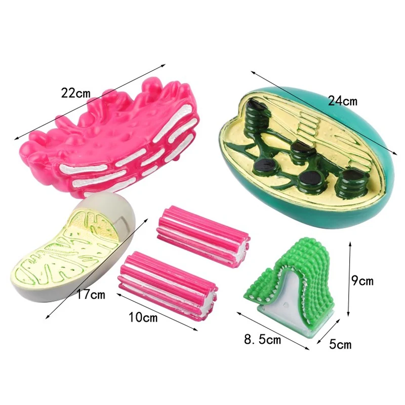 نماذج الخلايا المختلفة هيكل الأورجانيل الميتوكوندريا الكلوروبلاست نموذج تشريحي للجسم علم الأحياء تعليم العلوم #6