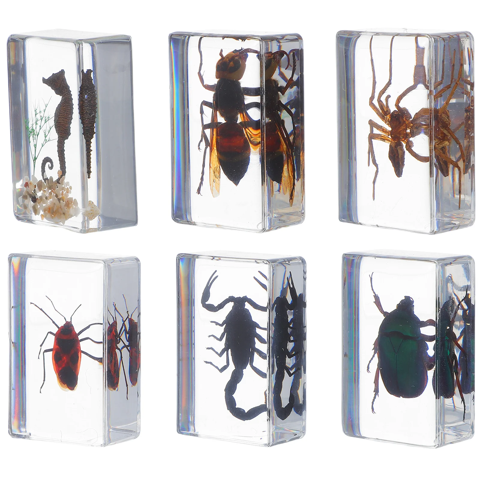 

6Pcs Resin Insect Specimen Functional Paperweight Intricate Details Ideal for Biology Enthusiasts and Collectors