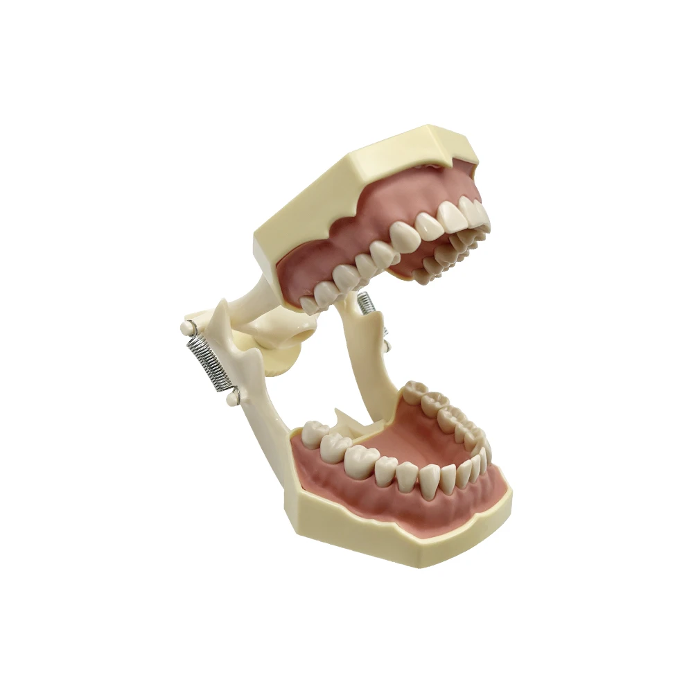 Dental Model Teeth Teaching Model Dentistry Demonstration Model With Removable 32teeth Technician Practice Typodont Model