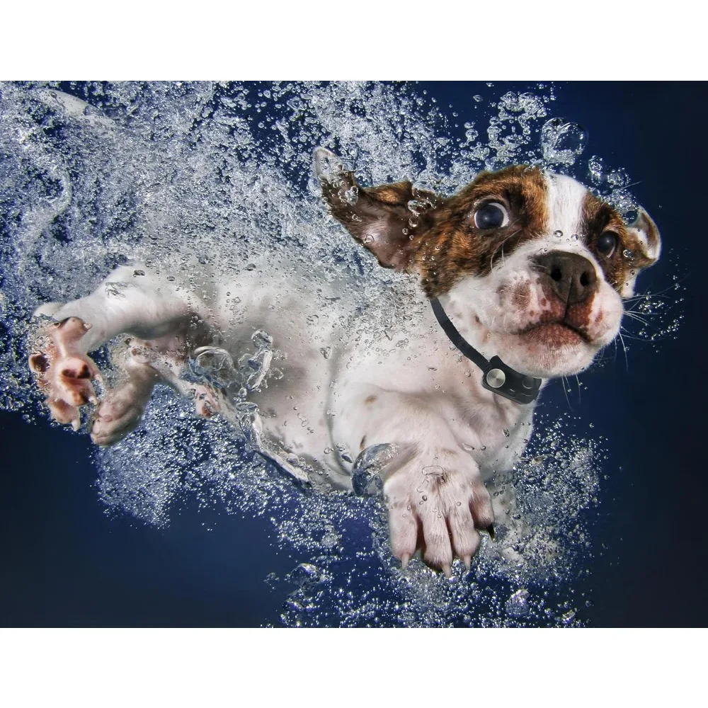 باب الحيوانات الأليفة الأوتوماتيكي Power PET بواسطة حامل باب كبير للحيوانات الأليفة حتى 100 رطل، 4 طرق للوصول إلى التحكم المزدوج المدى، أمان ديدبولت #5