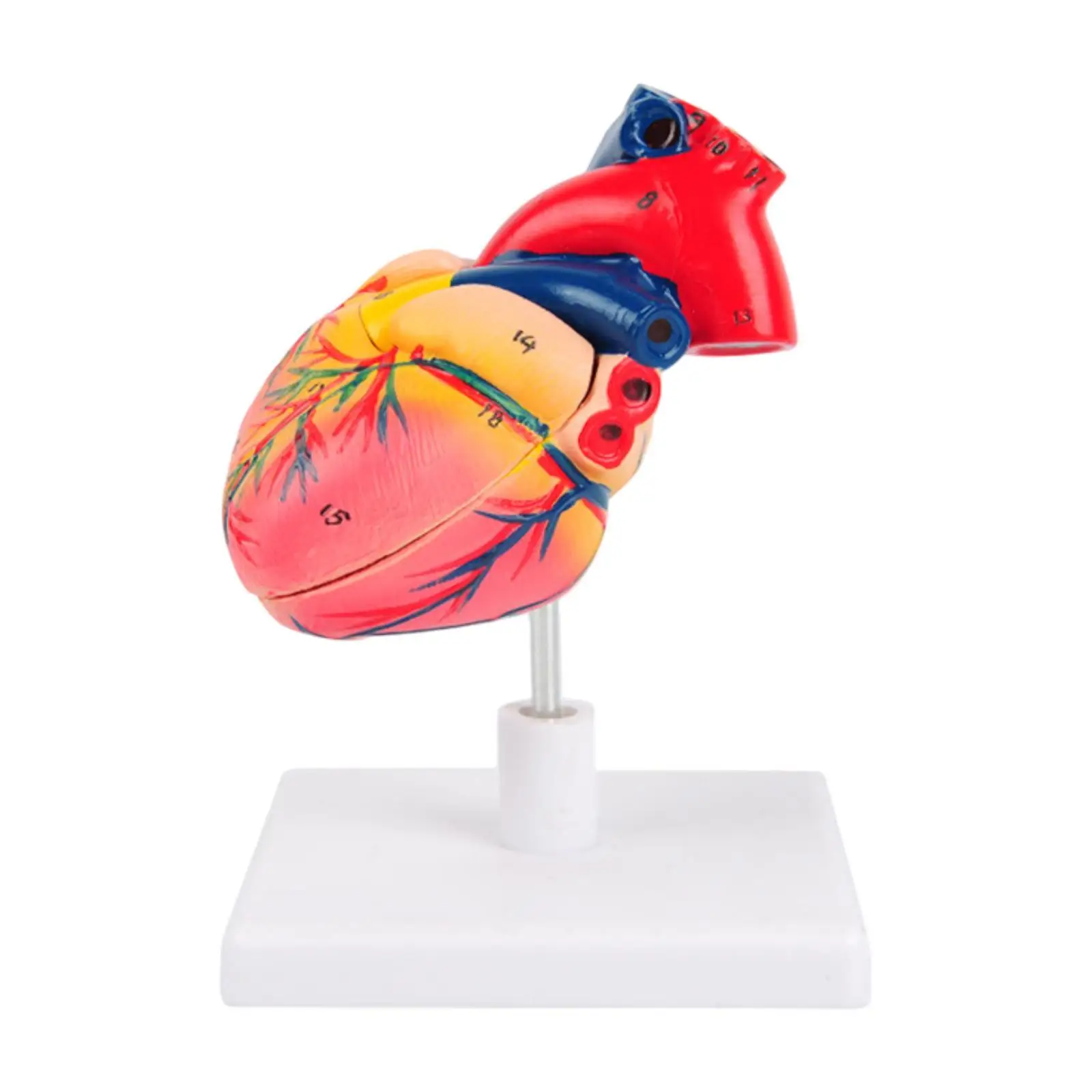 

Human Heart Anatomy Model PVC Supplies Education with Stand Teaching Model for Practice Cardiac Labs Biology Exhibition Teaching