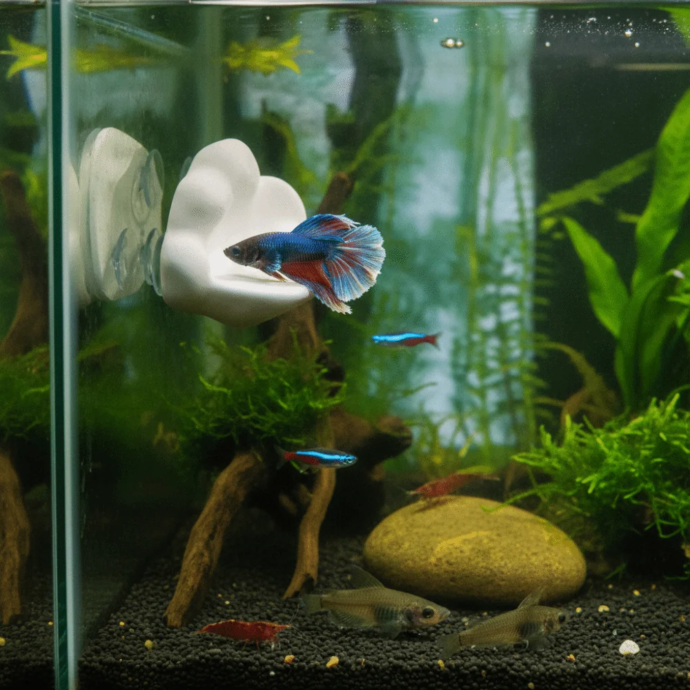 3D Printing Cloud Shaped Fish Tank Platform with Suction Cup Creative Betta Fish Hammock Durable Plastic Fish Hammock Fish Tank