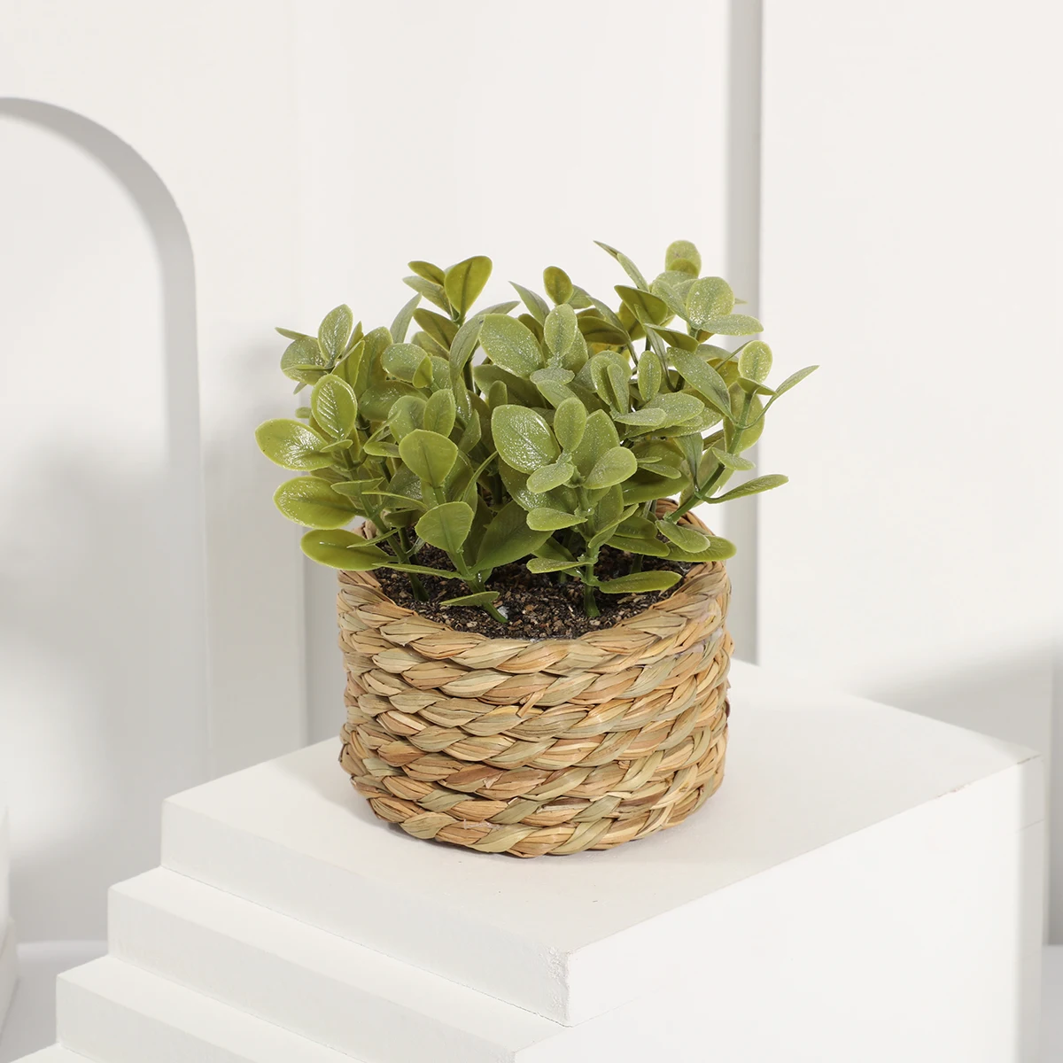 Plant 03