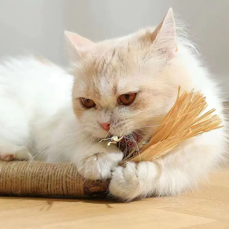 Jouet à mâcher en herbe de cataire pour chat, anciers de collations naturelles pour animaux de compagnie, dissolvant de dents, poils pour favoriser