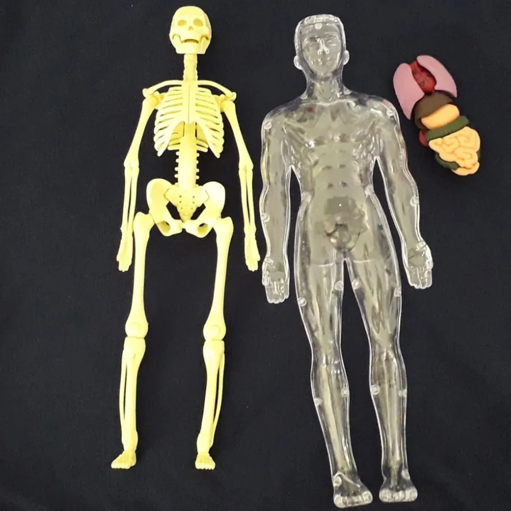 Simulation Human Skeleton Model Human Body Anatomy Model Educational Teaching Props For Students DIY Educational Toys 3D Puzzle