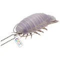 Giant Isopod
