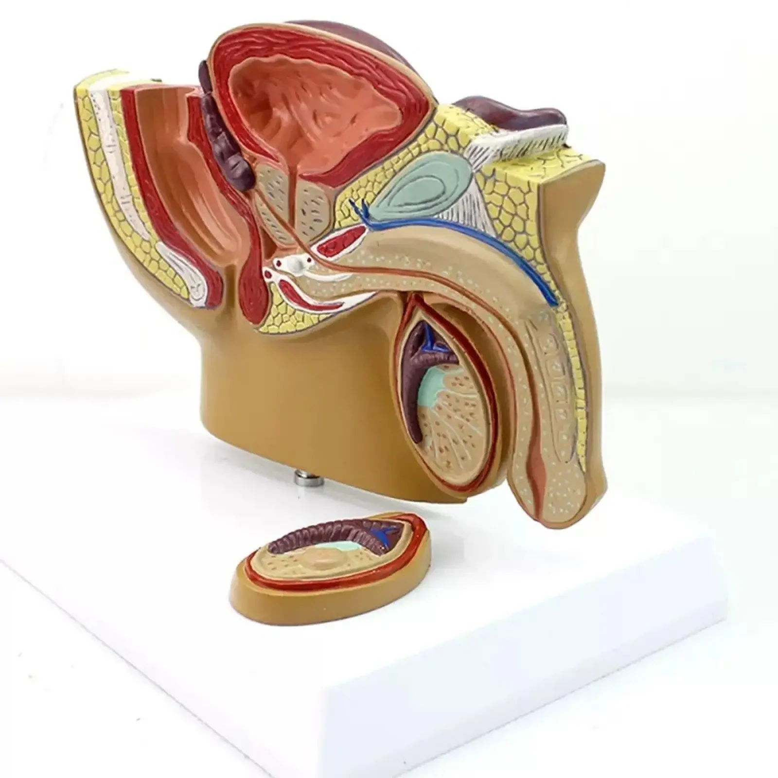 PVC Human Male Pelvic Sagittal Testicular Profile Model Medical Teaching Models