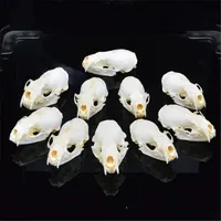 1pc Natural Animal Skull Specimens Real Mink Skull Specimens Office Bar Decoration Collection Living Room Decoration