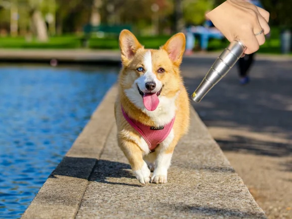 Help Your Dog Avoid Surgery with Cold Laser, Effective IVDD Support, Compact Home Rehab Device, Great Gift for Pet Owners