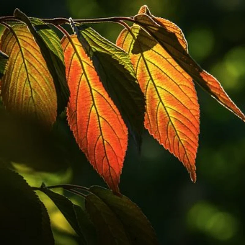 Racing Aluminum Front Steering Knuckles Upgrades Parts Accessories for 1/10 Tamiya Fighter Nxgen DT04 58741