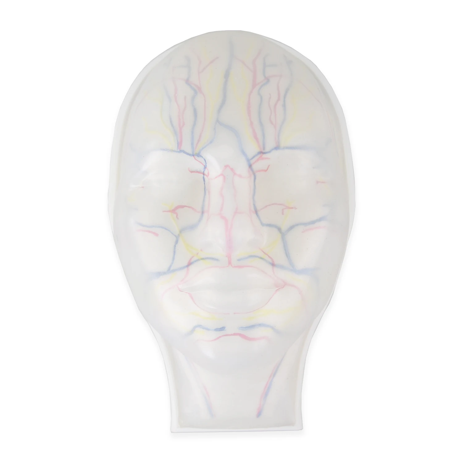 

Clear Injection Face Model with Arteries, Veins & Nerves, Visable Injection Mannequin Face for Cosmetic Training