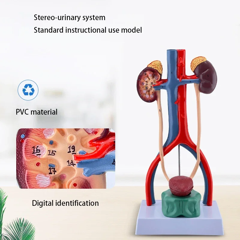 Human Urinary System Anatomy Model Kidney Ureter Bladder Urethra Anatomical Model Medical Science Teaching Resources