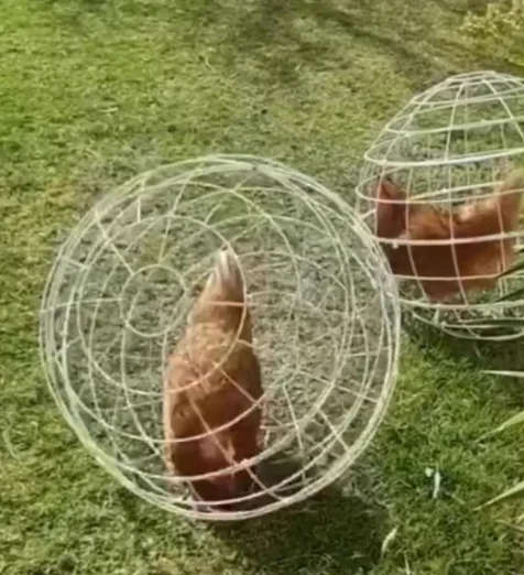 Round farm cage New cut Rollable protective cage Plastic spherical chicken cage