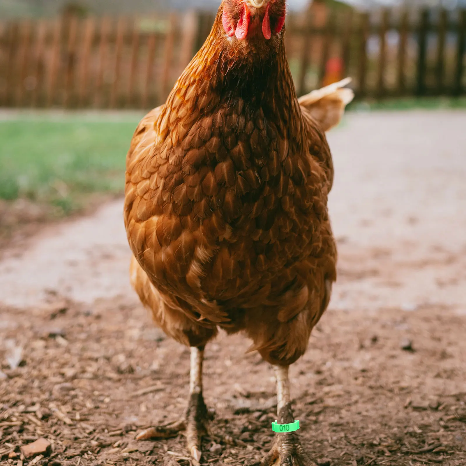 

100 Pcs Chicken Leg B Disposable Numbered Rings for Poultry Identification Easy Durable Reusable Pet Supplies