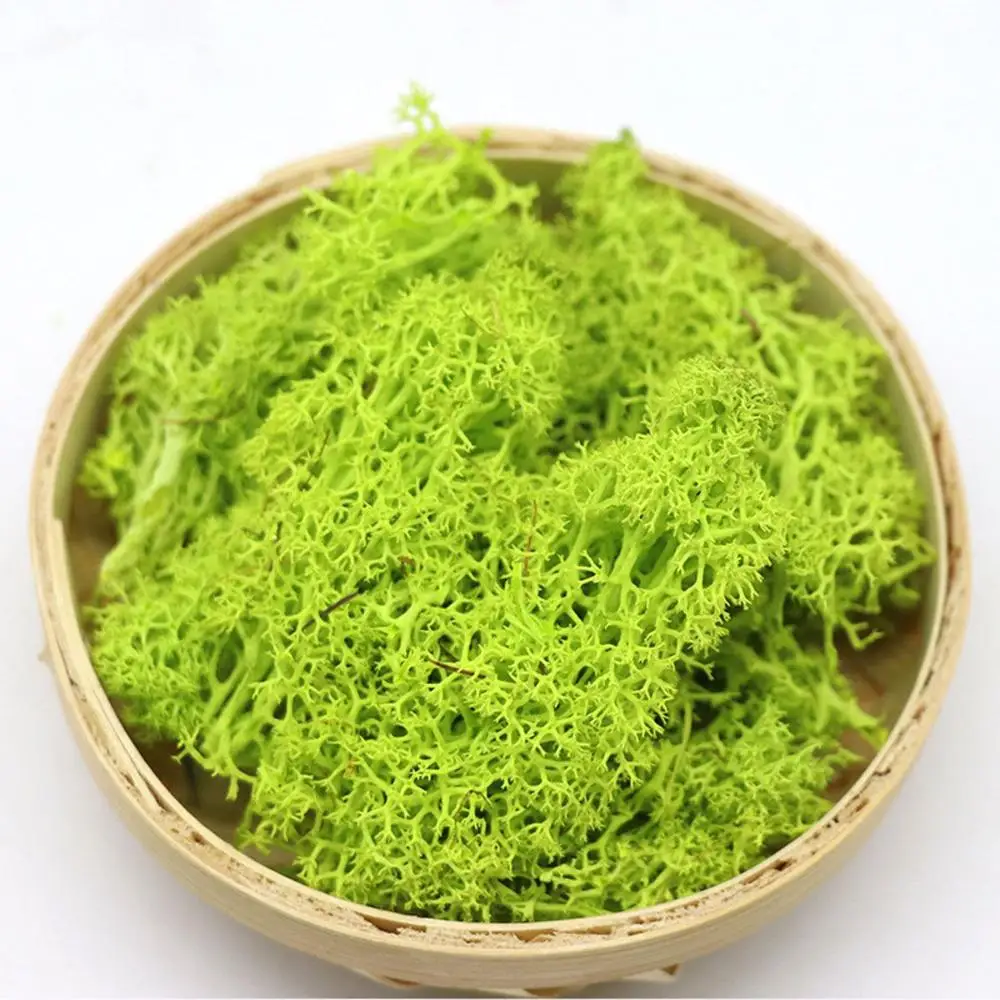 Colorful DIY Wedding Home Decor Flower Decoration Reindeer Moss Eternal Life Moss Micro Landscape Artificial plant