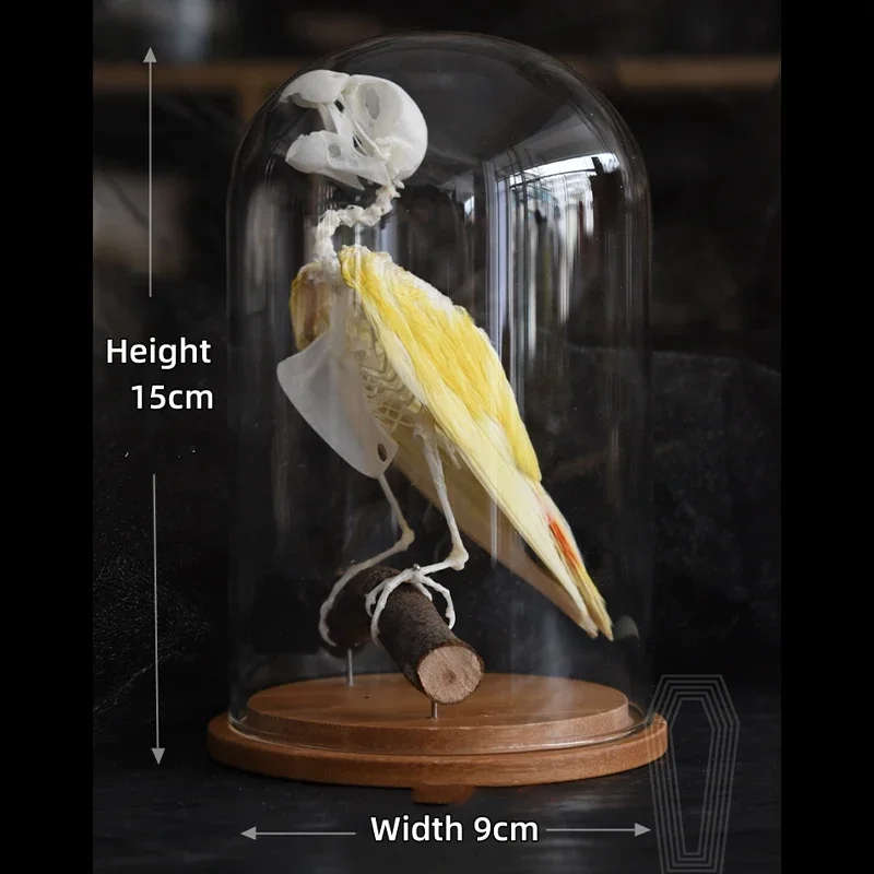 2204 Unique Parrot Skeleton Sculpture Bird Bone Decor Piece Handcrafted Gothic Design Home Decor Room Accent for Dark Theme
