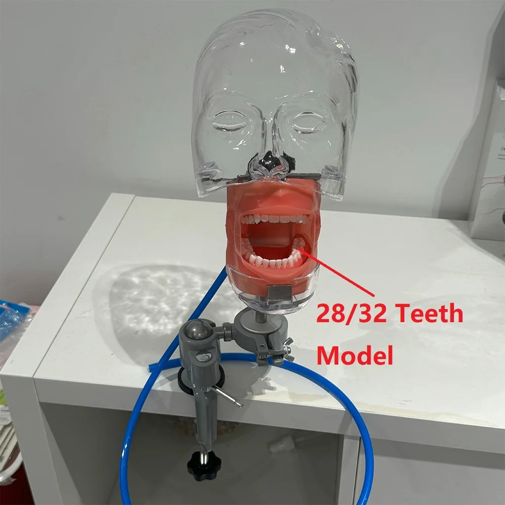 

Fixed on Desk Dental Simulator Manikin Phantom Head Model with Standard 28/32 Teeth Model for Dentist Teaching Practice Training