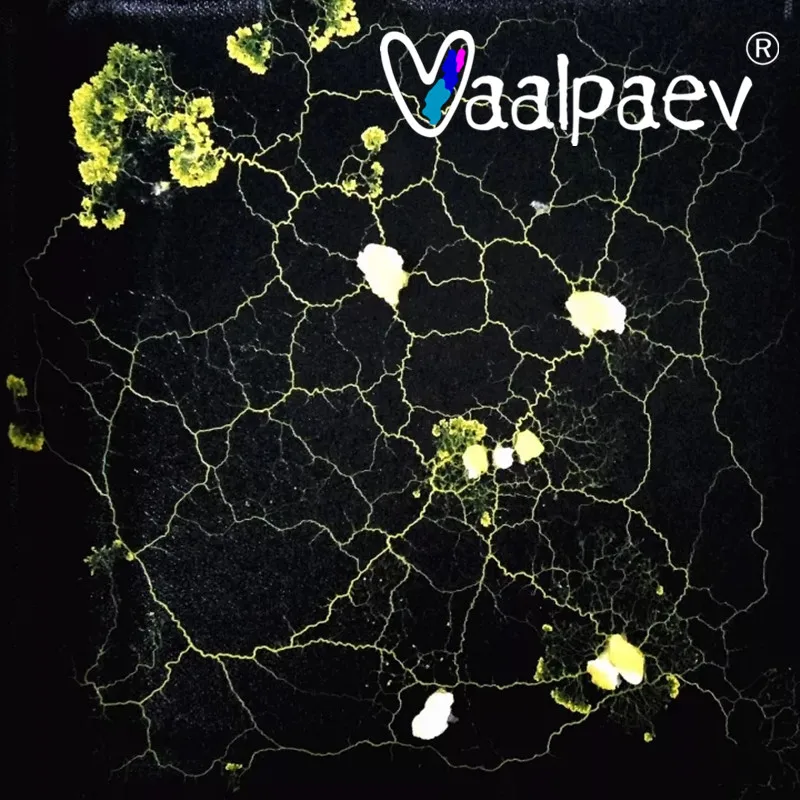 Adesivo Microscape Slime Mold para Crianças, Educação Científica Brinquedos, Physical Polycephalum Bacteria Sclerotium, Animais de estimação criativos, Aprendendo Biologia