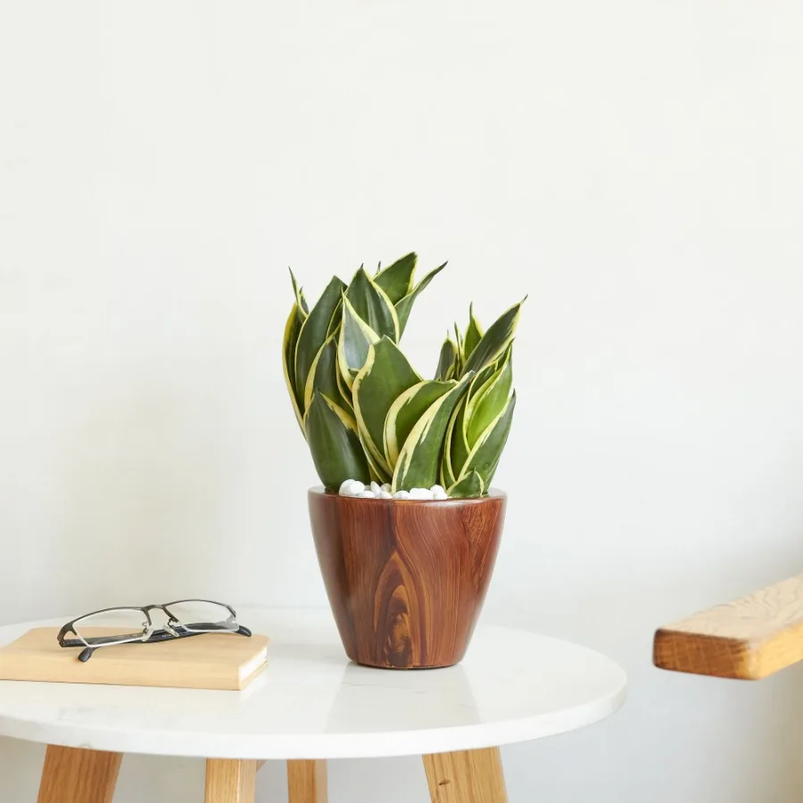 2 عبوة من وعاء زراعة ذاتي الماء من البلاستيك والخشب الداكن مقاس 10 بوصات