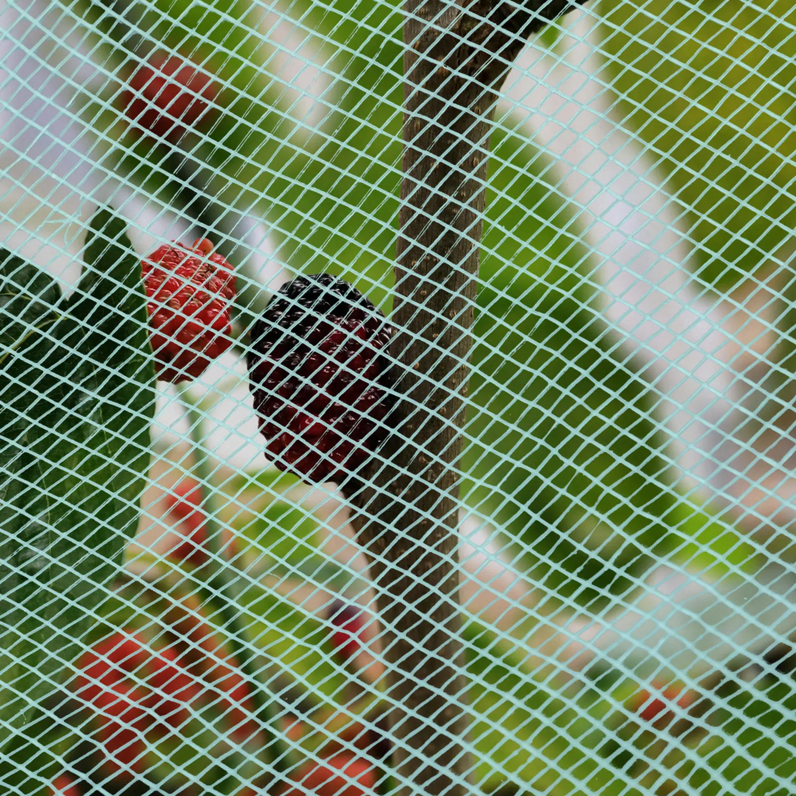 

Garden Mesh Netting Ultra Fine Net Durable Easy Use Versatile Reusable Aesthetic Deer Netting Shrub Cover