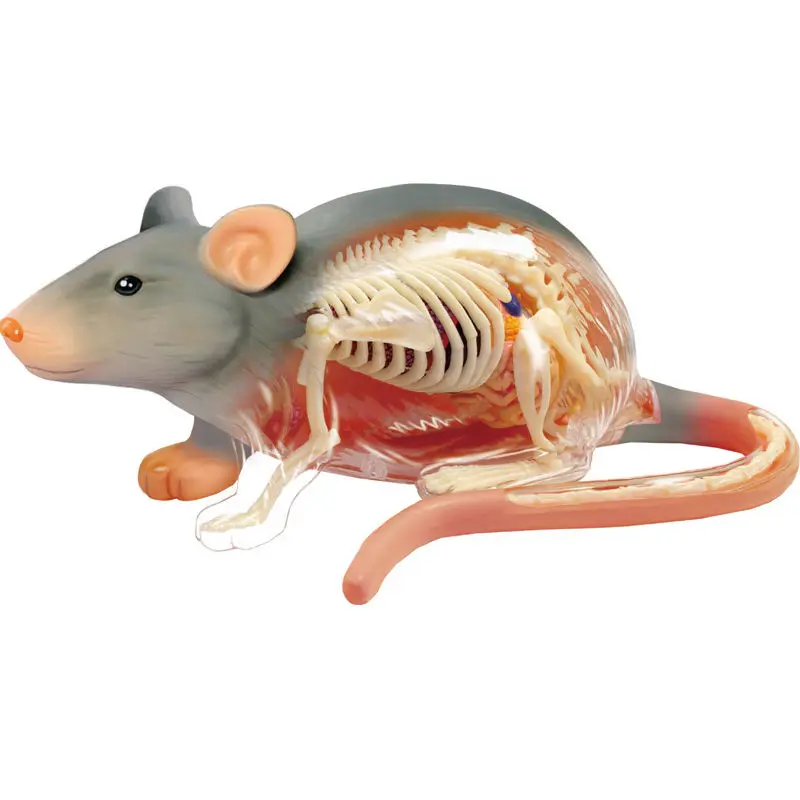 4DMaster mouse bone structure anatomical model detachable toy