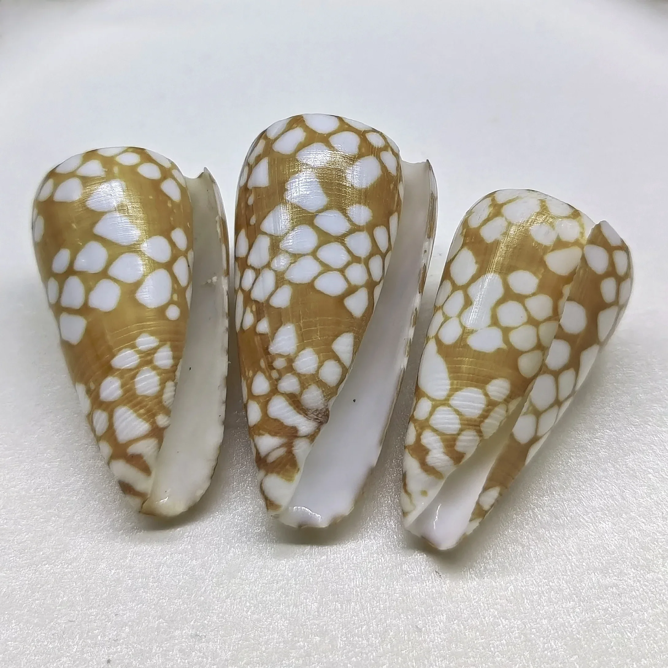 1PC Natural Large Cone Sea Shells Big Pretty Cone Conch for Home Decorations, DIY Crafts, Fish Tank and Shell Collectors