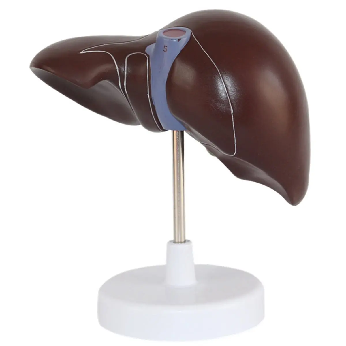 Best of 2026 New Human Liver Simulation Model Anatomy PVC Natural Life Size Porta Hepatic Gallbladder Bile Duct Structure Model