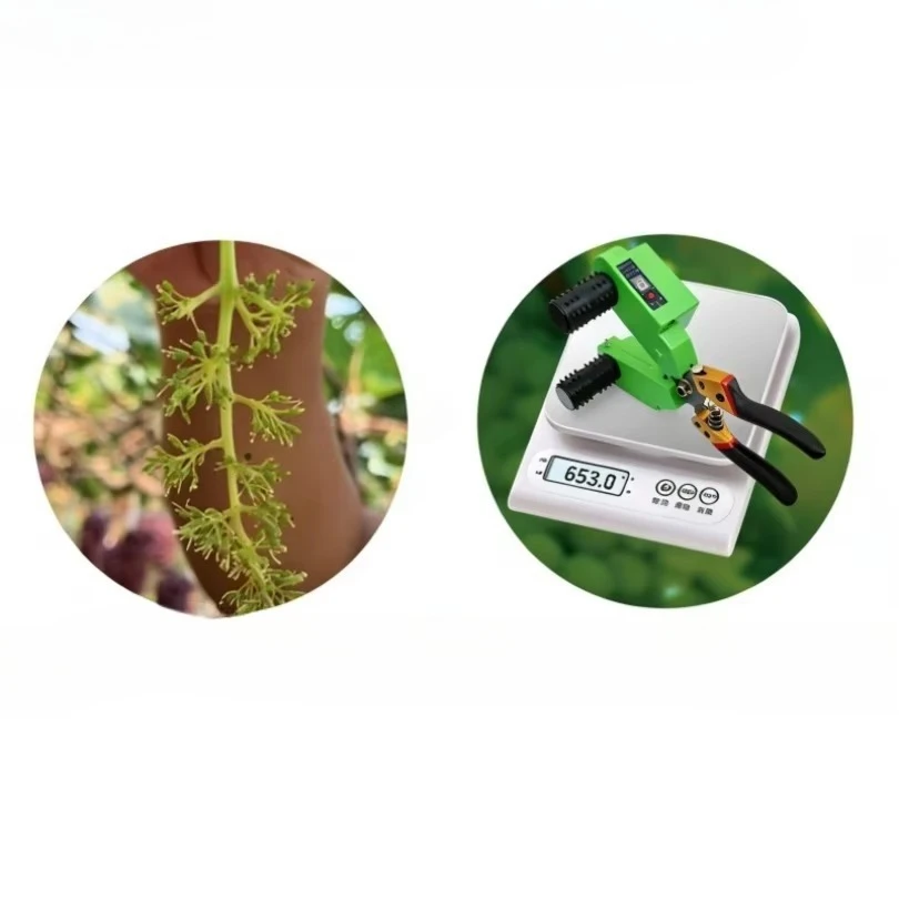 Grape Electric Flower and Fruit Thinning Artifact Factory Direct Sales Spot