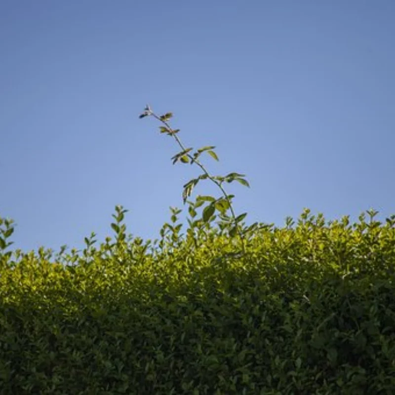 

1/18 TRX4M SCX24 FMS Ascent-18 1,0-дюймовый комплект шин и колес для альпинистского автомобиля, колеса из алюминиевого сплава SCX24 D317