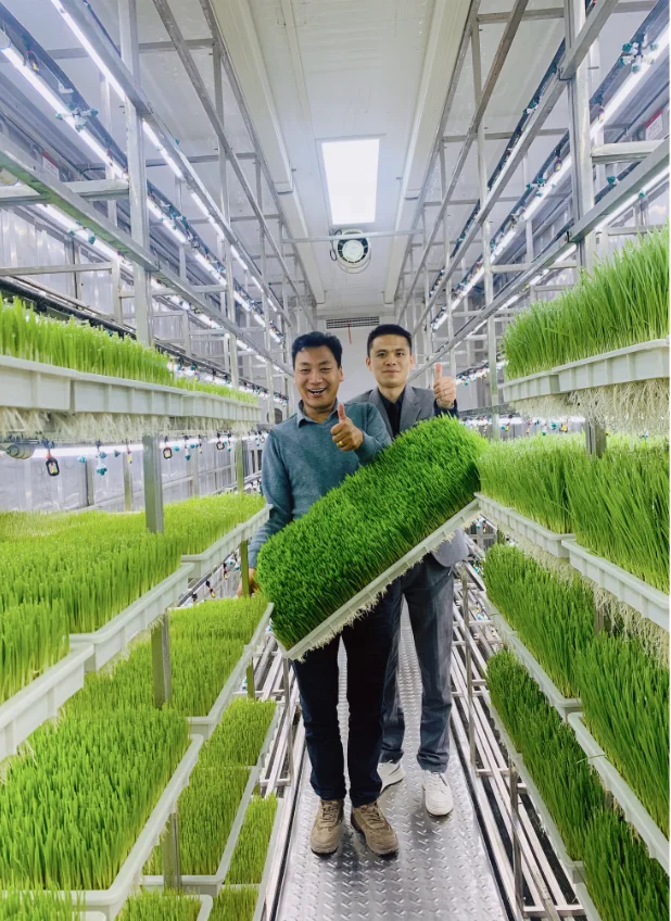 2023 New Hydroponic Fodder Sprouting Container Machine 250KG daily output Wheat/Barley Fresh Grass