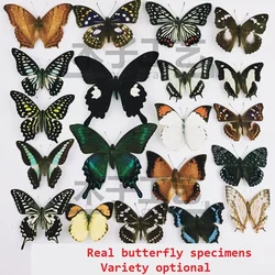 Espécimen de mariposa Real, espécimen de enseñanza de insectos, bolsas autosellantes DIY, variedades opcionales, accesorios para el hogar